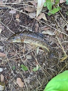 Largemouth Bass