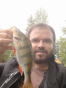 European Perch