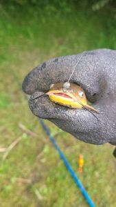 Black Bullhead