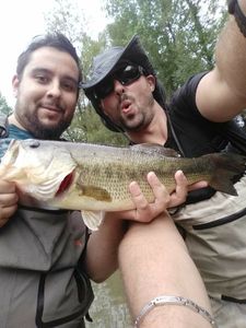 Largemouth Bass