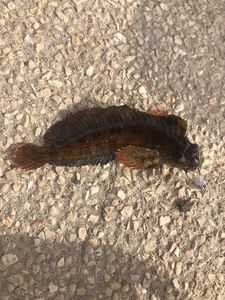 Tompot Blenny