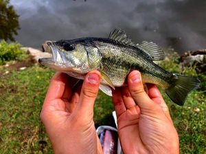 Smallmouth Bass