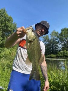 Largemouth Bass
