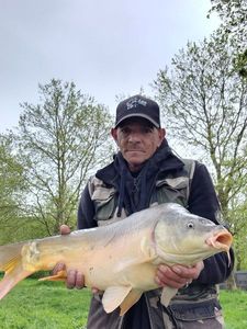 Mirror Carp