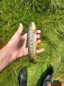 Brown Trout