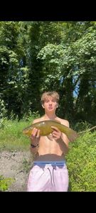 Tench