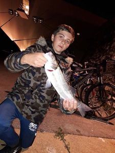 European Bass (Seabass)