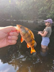 European Perch