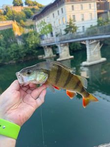 European Perch
