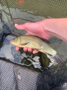 Tench