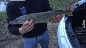 Northern Pike