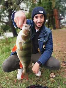 European Perch