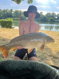 Common Carp