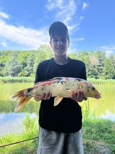 Koï Fish