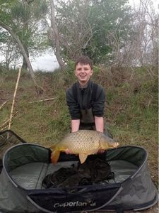 Common Carp