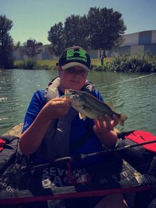Largemouth Bass