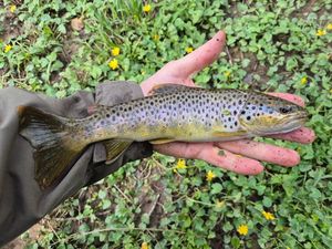 Brown Trout
