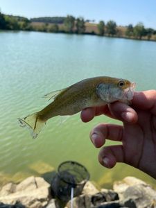 Largemouth Bass