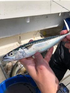 Mackerel