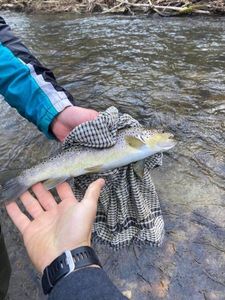 Brown Trout