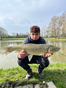 Common Carp