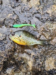 Green Sunfish