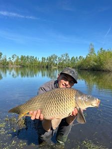Common Carp