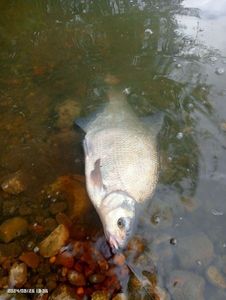 Common Bream