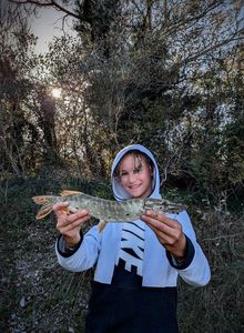 Northern Pike