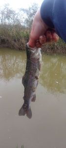 Rainbow Trout