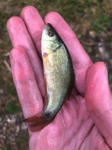 Tench