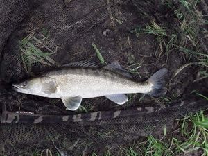 Zander