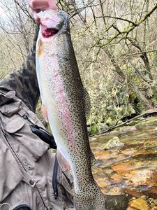 Rainbow Trout