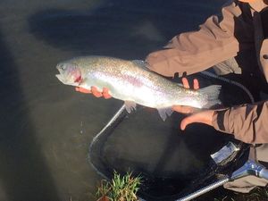 Rainbow Trout