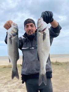 European Bass (Seabass)