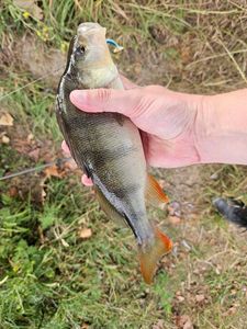European Perch