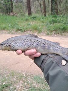 Brown Trout