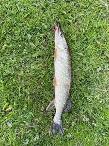 Northern Pike