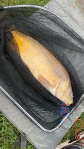 Leather Carp
