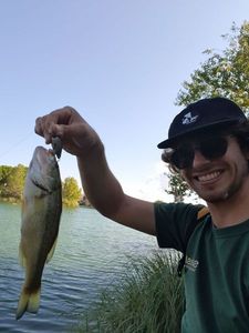 Largemouth Bass