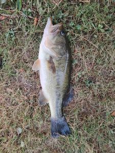 Smallmouth Bass