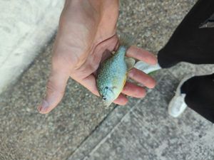 Green Sunfish