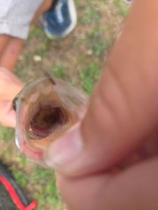 Largemouth Bass
