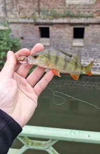 European Perch