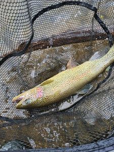 Rainbow Trout