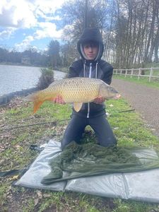 Common Carp