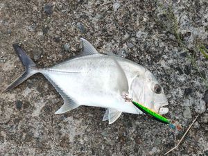 Bigeye Trevally