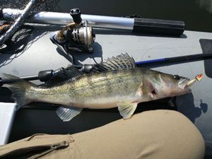 Zander
