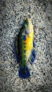 Ballan Wrasse