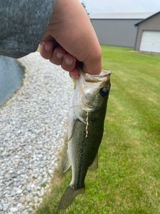 Largemouth Bass